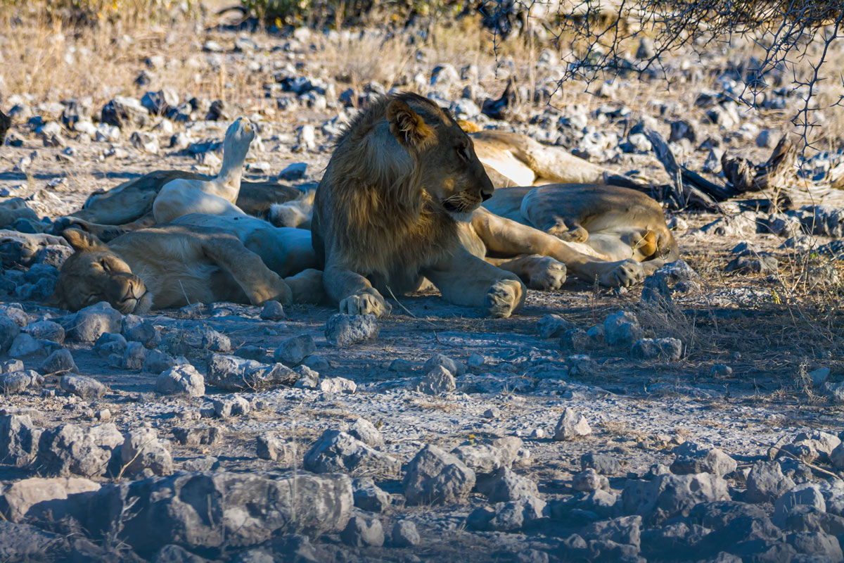 Artikelbild Etosha